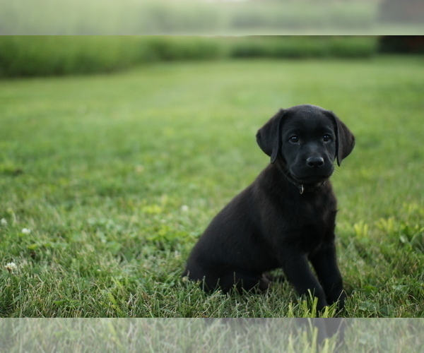 Medium Photo #3 Labrador Retriever Puppy For Sale in FRYTOWN, IA, USA