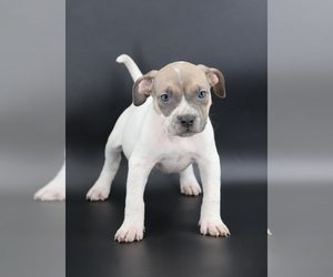 American Bully Puppy for sale in CHAMPAIGN, IL, USA
