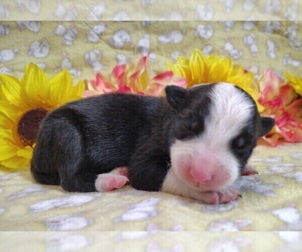 Medium Photo #10 Border Collie Puppy For Sale in NORBORNE, MO, USA