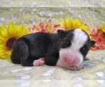 Small #9 Border Collie