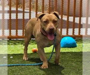 Mutt Dogs for adoption in Las Vegas, NV, USA