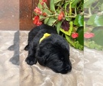 Small #3 Labrador Retriever