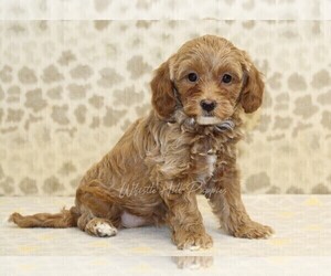 Miniature Bernedoodle Puppy for sale in DENVER, PA, USA