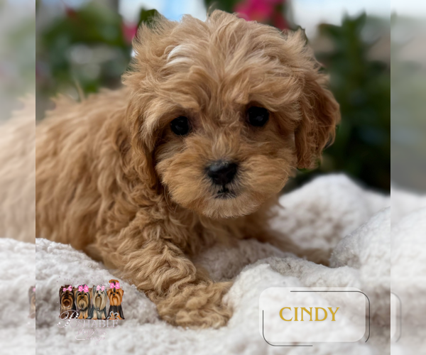 Medium Photo #8 Cavapoo Puppy For Sale in ADDISON, IL, USA