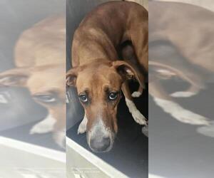 Black Mouth Cur-Unknown Mix Dogs for adoption in San Antonio, TX, USA