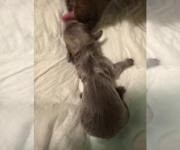 Medium Photo #7 Dachshund Puppy For Sale in BLAIRSVILLE, PA, USA