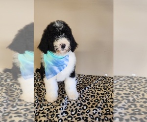 Bernedoodle Puppy for sale in STATESVILLE, NC, USA