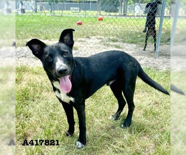 Medium Photo #1 German Shepherd Dog-Unknown Mix Puppy For Sale in Conroe, TX, USA
