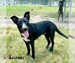 Small German Shepherd Dog Mix