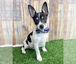Small Chihuahua Mix