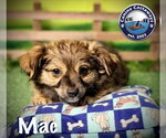 Small #1 Chihuahua Mix