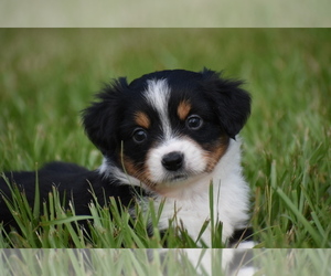 Miniature Australian Shepherd Puppy for sale in PALM COAST, FL, USA