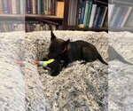 Small #1 Mutt