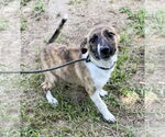 Small #2 Bulldog Mix