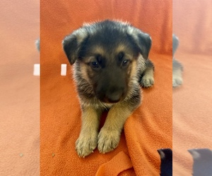 German Shepherd Dog Puppy for sale in BELLA VILLA, MO, USA