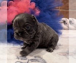 Small Photo #8 French Bulldog Puppy For Sale in MIMS, FL, USA