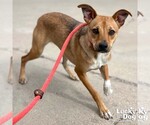 Small #3 Beagle-Black Mouth Cur Mix
