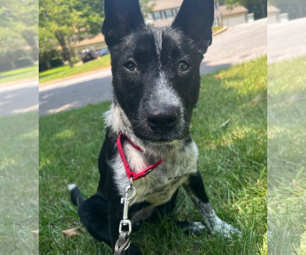 Medium Photo #1 Mutt Puppy For Sale in Garden City, NY, USA