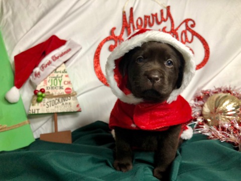 Medium Photo #41 Labrador Retriever Puppy For Sale in MANTECA, CA, USA