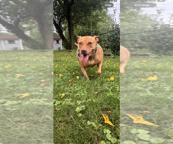 Medium Photo #1 American Staffordshire Terrier-Unknown Mix Puppy For Sale in Wenonah, NJ, USA
