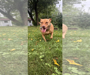 American Staffordshire Terrier-Unknown Mix Dogs for adoption in Wenonah, NJ, USA