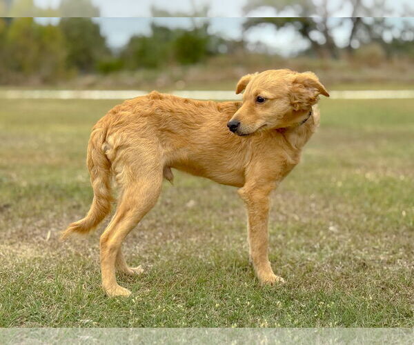 Medium Photo #5 Colonial Cocker Spaniel-Unknown Mix Puppy For Sale in PIPE CREEK, TX, USA