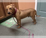 Small #3 Mutt