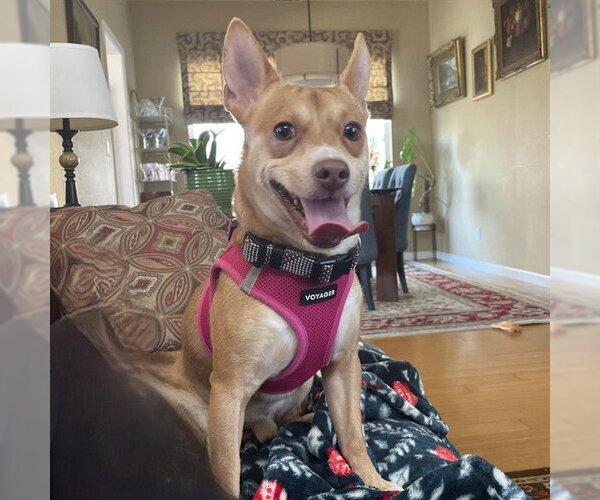Medium Photo #3 Chihuahua-Unknown Mix Puppy For Sale in Alameda, CA, USA