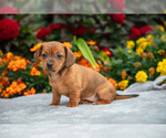 Puppy Lilo Dachshund