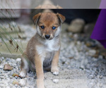 Puppy Penny Pomsky