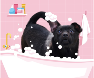 Mimi - Female Chihuahua Dog for Adoption - Photo #2