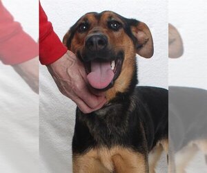 Doberman Pinscher-German Shepherd Dog Mix Dogs for adoption in Burbank, CA, USA