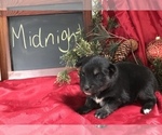 Small Photo #1 Pomsky Puppy For Sale in SULLIVAN, IL, USA