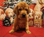 Small Photo #11 Labrador Retriever Puppy For Sale in BUFFALO, NY, USA