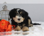 Small Photo #4 Bernedoodle (Miniature) Puppy For Sale in ITASCA, TX, USA