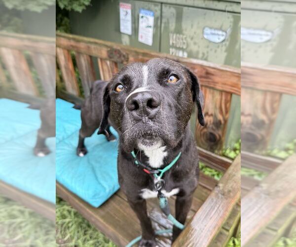 Medium Photo #2 Mutt Puppy For Sale in Elmsford, NY, USA