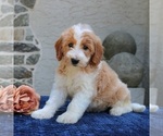 Small Goldendoodle