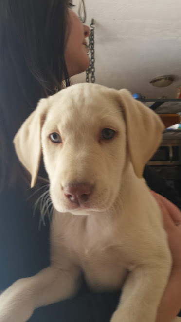 Medium Photo #1 Labrador Retriever Puppy For Sale in GRAND JUNCTION, CO, USA