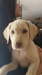 Small Photo #1 Labrador Retriever Puppy For Sale in GRAND JUNCTION, CO, USA