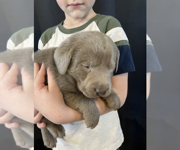 Medium Photo #3 Labrador Retriever Puppy For Sale in DELTA, CO, USA