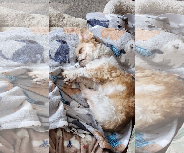 Medium Photo #4 Shih Tzu Puppy For Sale in St. Louis Park, MN, USA