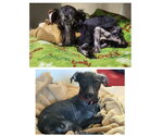 Small Photo #9 Mutt Puppy For Sale in Rootstown, OH, USA