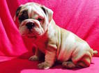 Small Photo #1 Bulldog Puppy For Sale in SUMMERVILLE, SC, USA