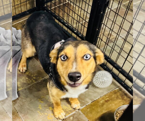 Medium Photo #5 Mutt Puppy For Sale in Overland Park, KS, USA