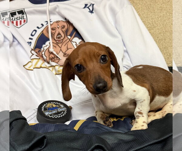 Medium Photo #1 Dachshund Puppy For Sale in Sioux Falls, SD, USA