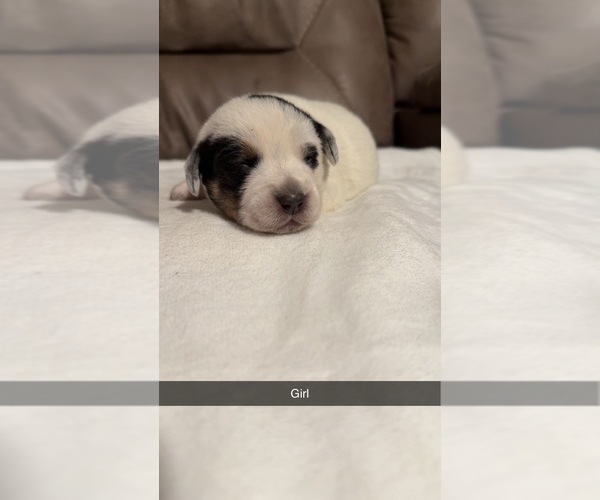 Medium Photo #8 Australian Cattle Dog-Beagle Mix Puppy For Sale in BECKHAMVILLE, SC, USA
