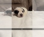 Small #7 Australian Cattle Dog-Beagle Mix