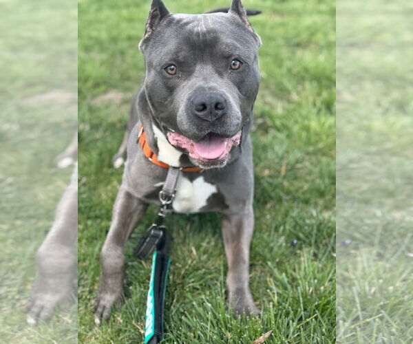 Medium Photo #1 American Pit Bull Terrier Puppy For Sale in Alexandria, VA, USA