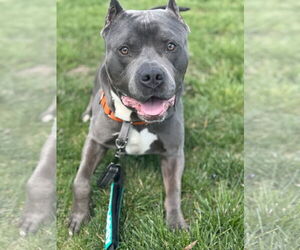 American Pit Bull Terrier Dogs for adoption in Alexandria, VA, USA