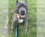 Small American Pit Bull Terrier